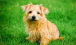 Norfolk terrier (photo): ljubeči prijatelj in deft hunter